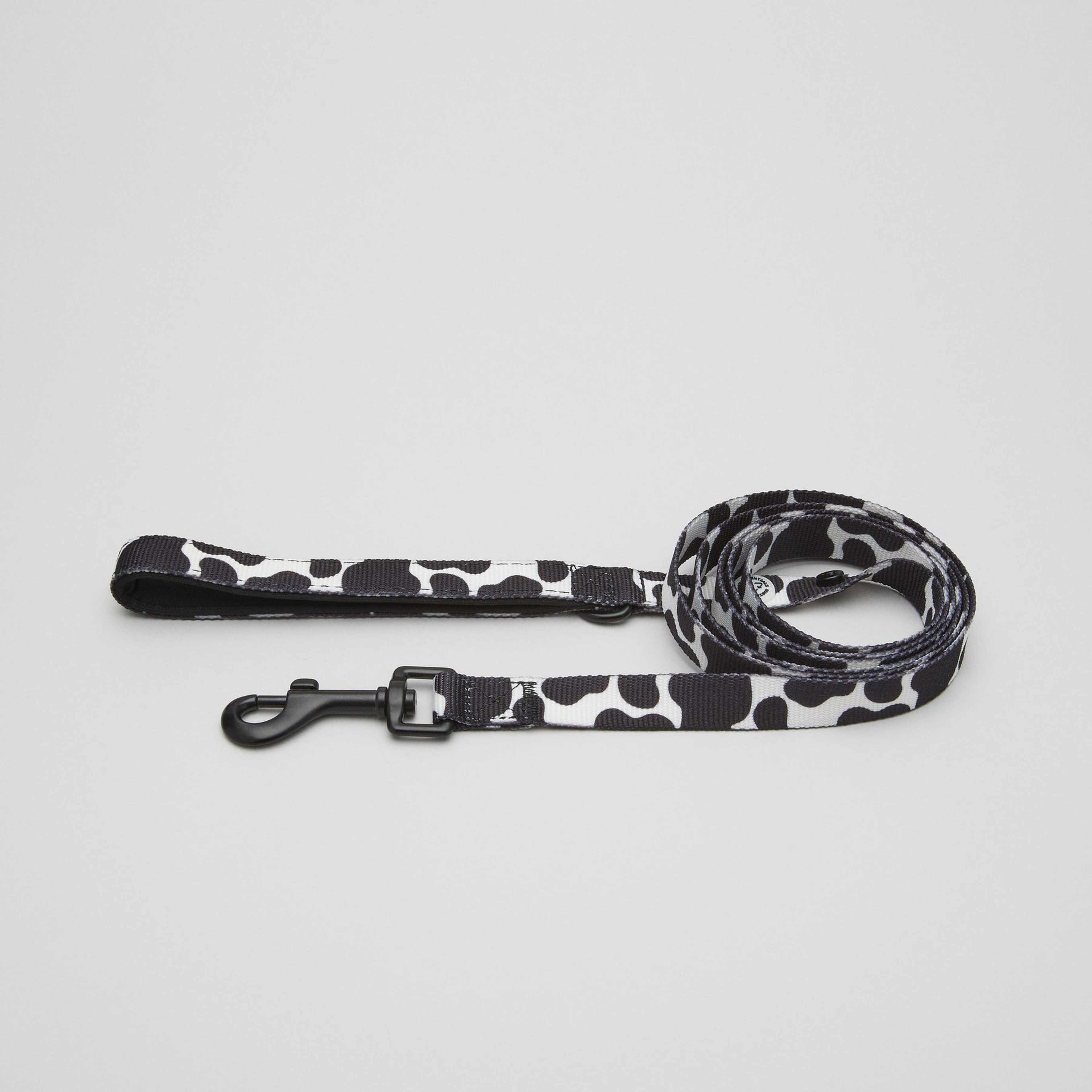 Cow Dog Collar Walk Kit - L