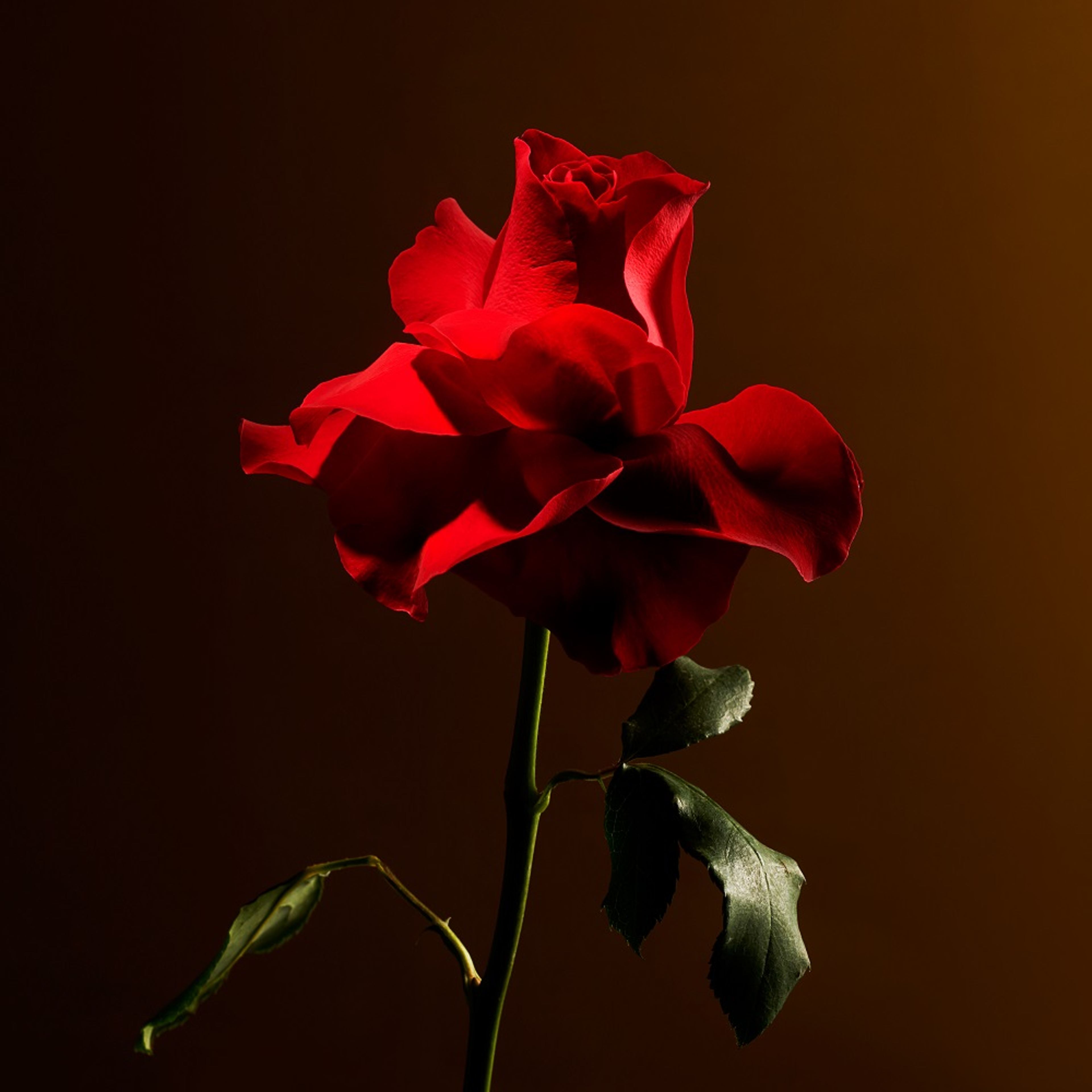 Imperial Rose Fragrance Sticks Refill