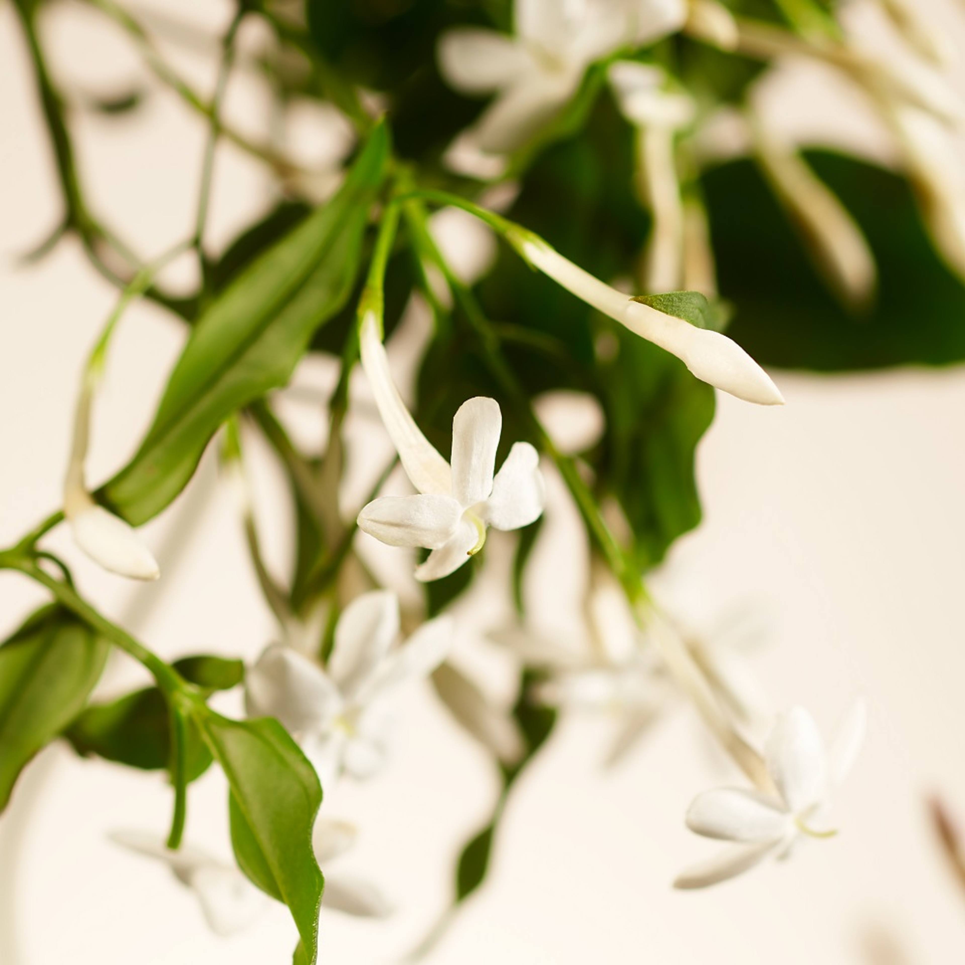 Sweet Jasmine Fragrance Sticks Refill