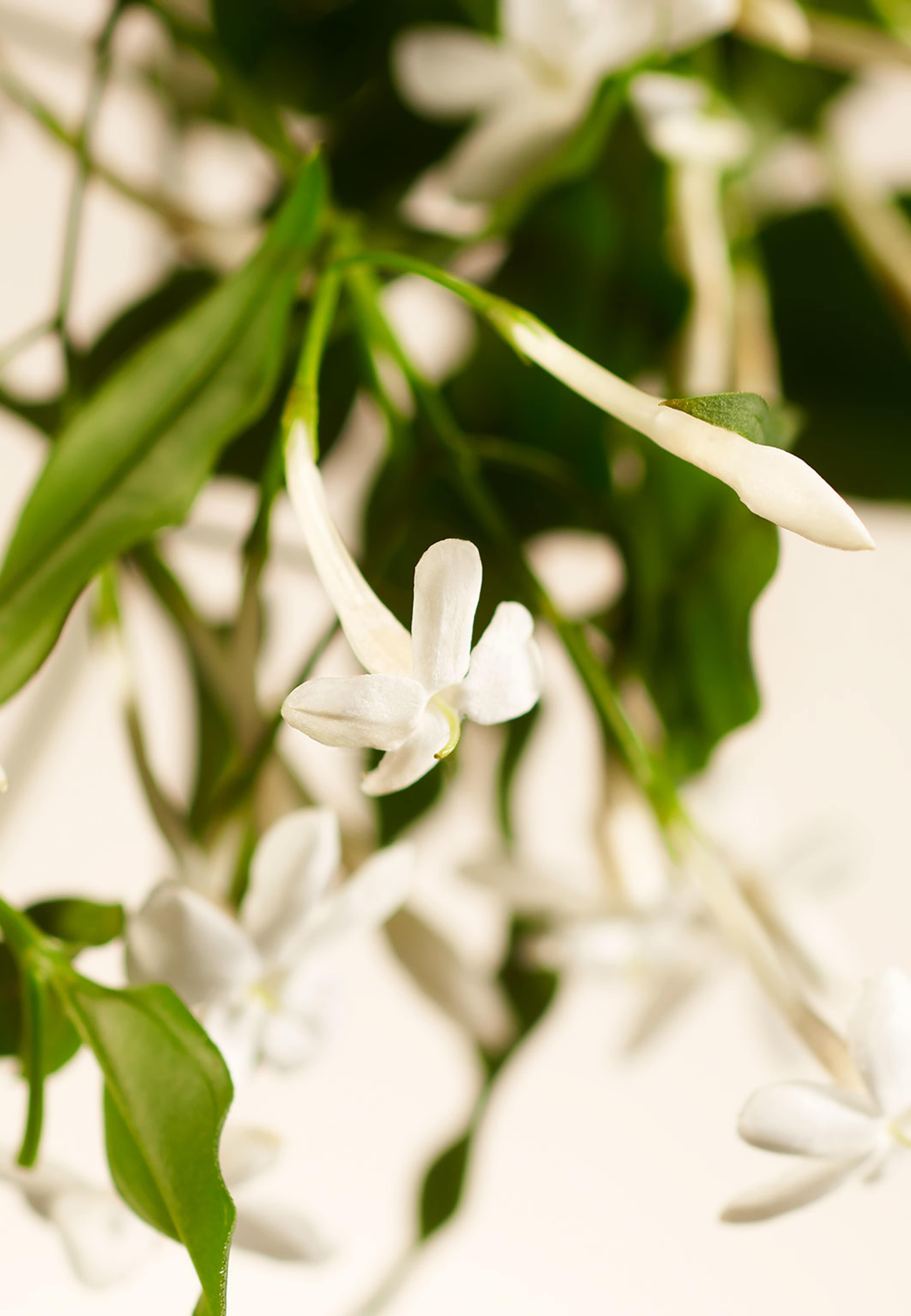 Sweet Jasmine Refill Fragrance Sticks 900ml