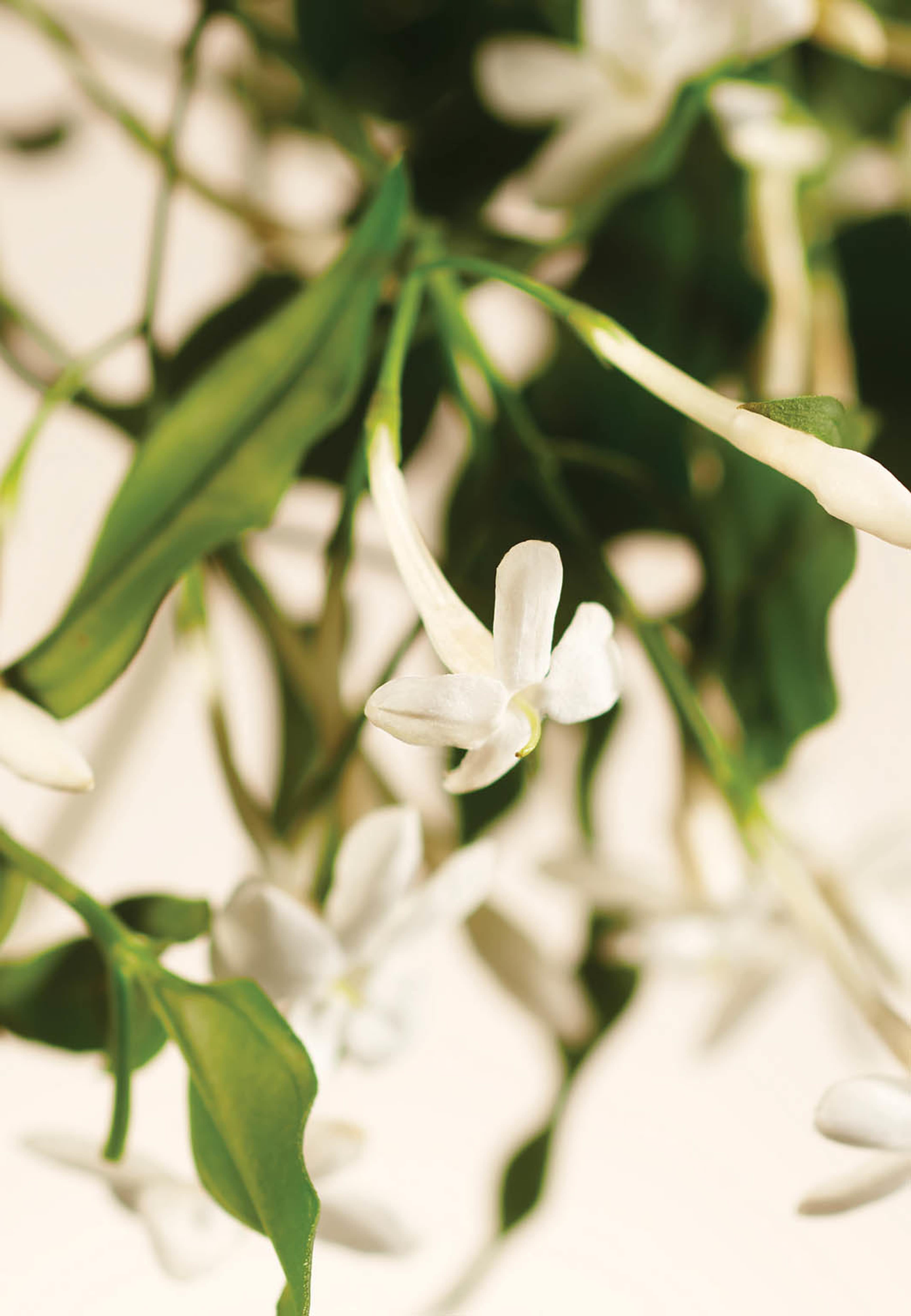 Sweet Jasmine Home Perfume, från Rituals. Klicka för att öppna bilden i stort format
