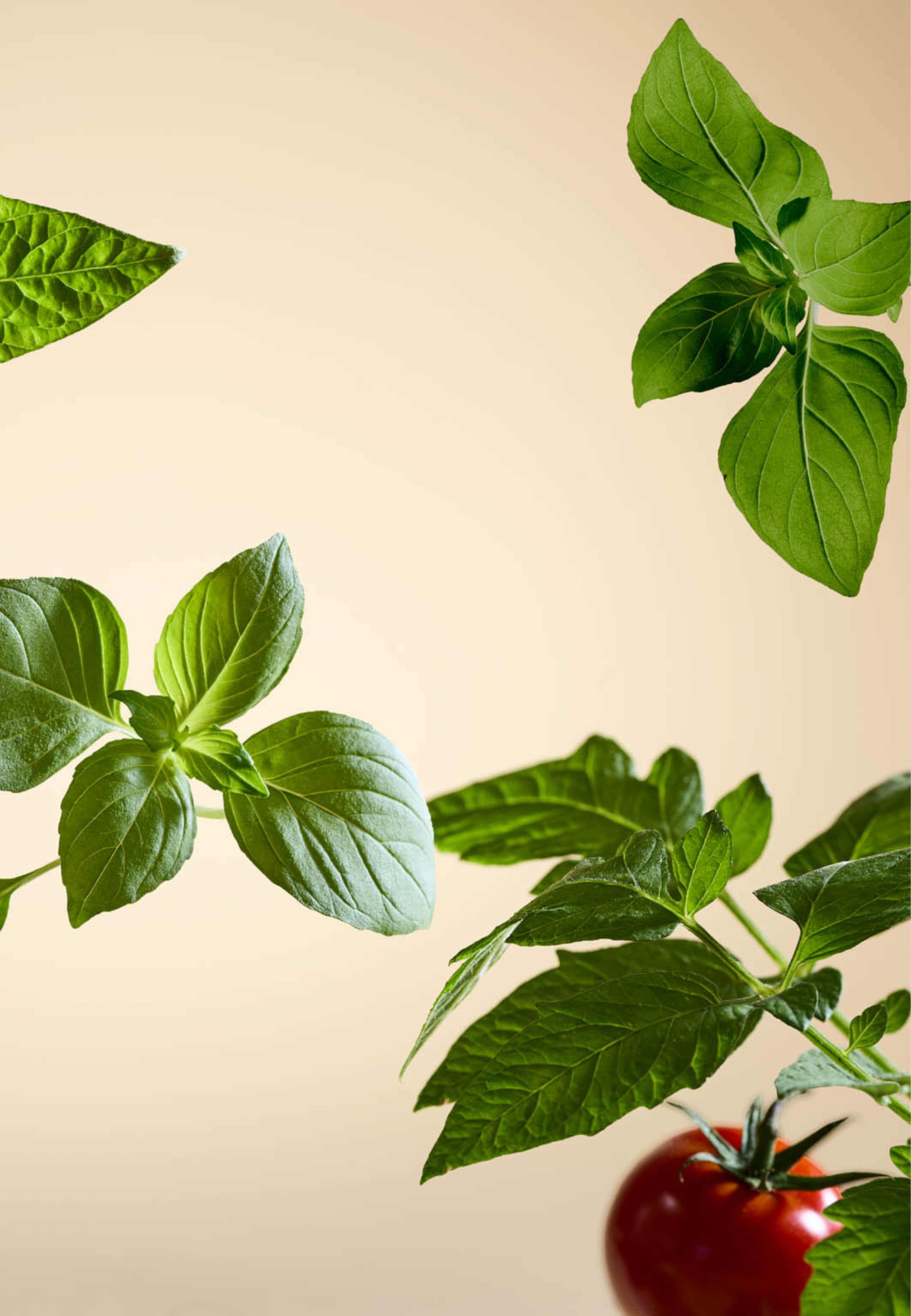 White Basil Home Perfume Refill, från Rituals. Klicka för att öppna bilden i stort format