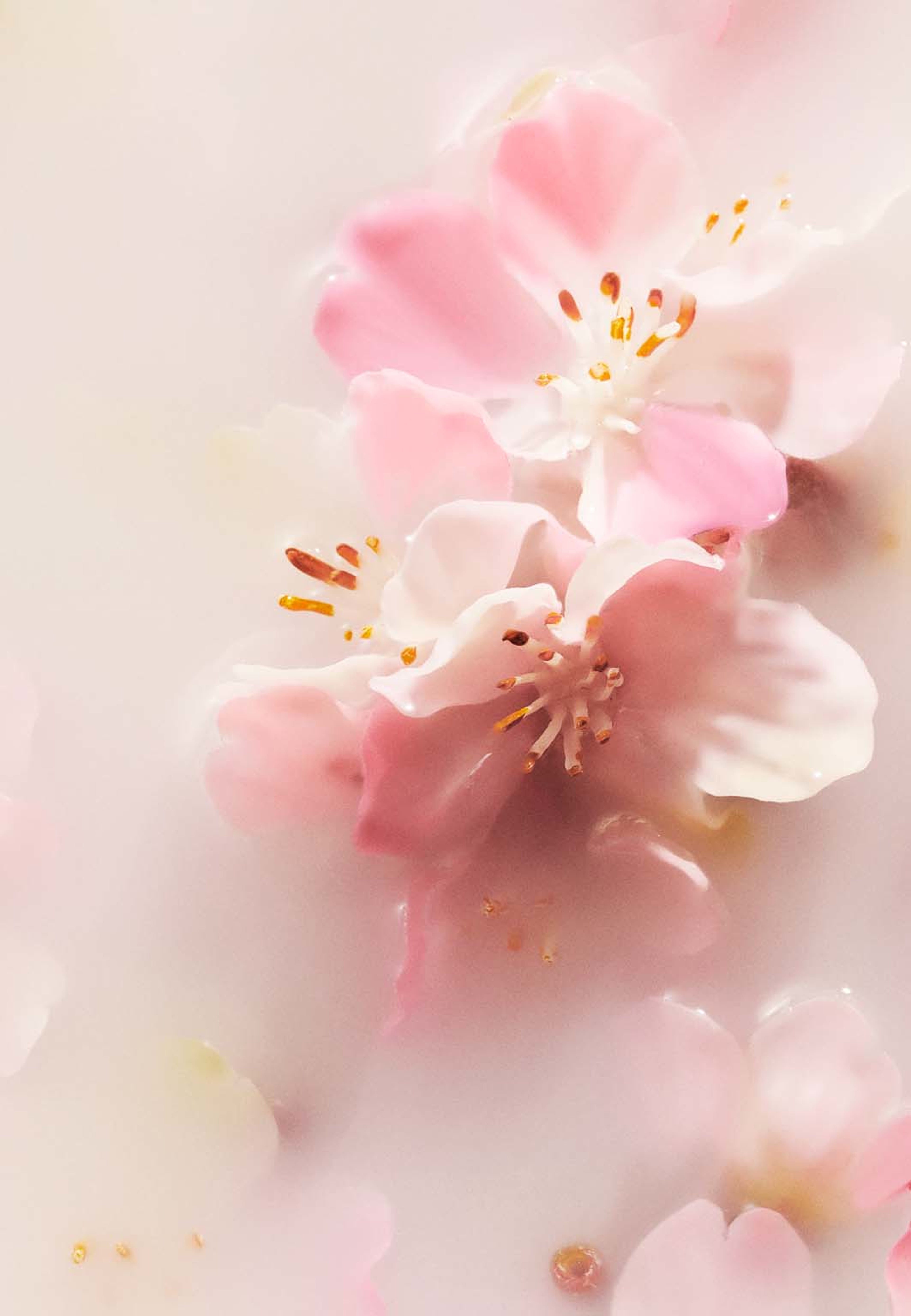 The Ritual of Sakura 48h Anti-Perspirant Cream, från Rituals. Klicka för att öppna bilden i stort format