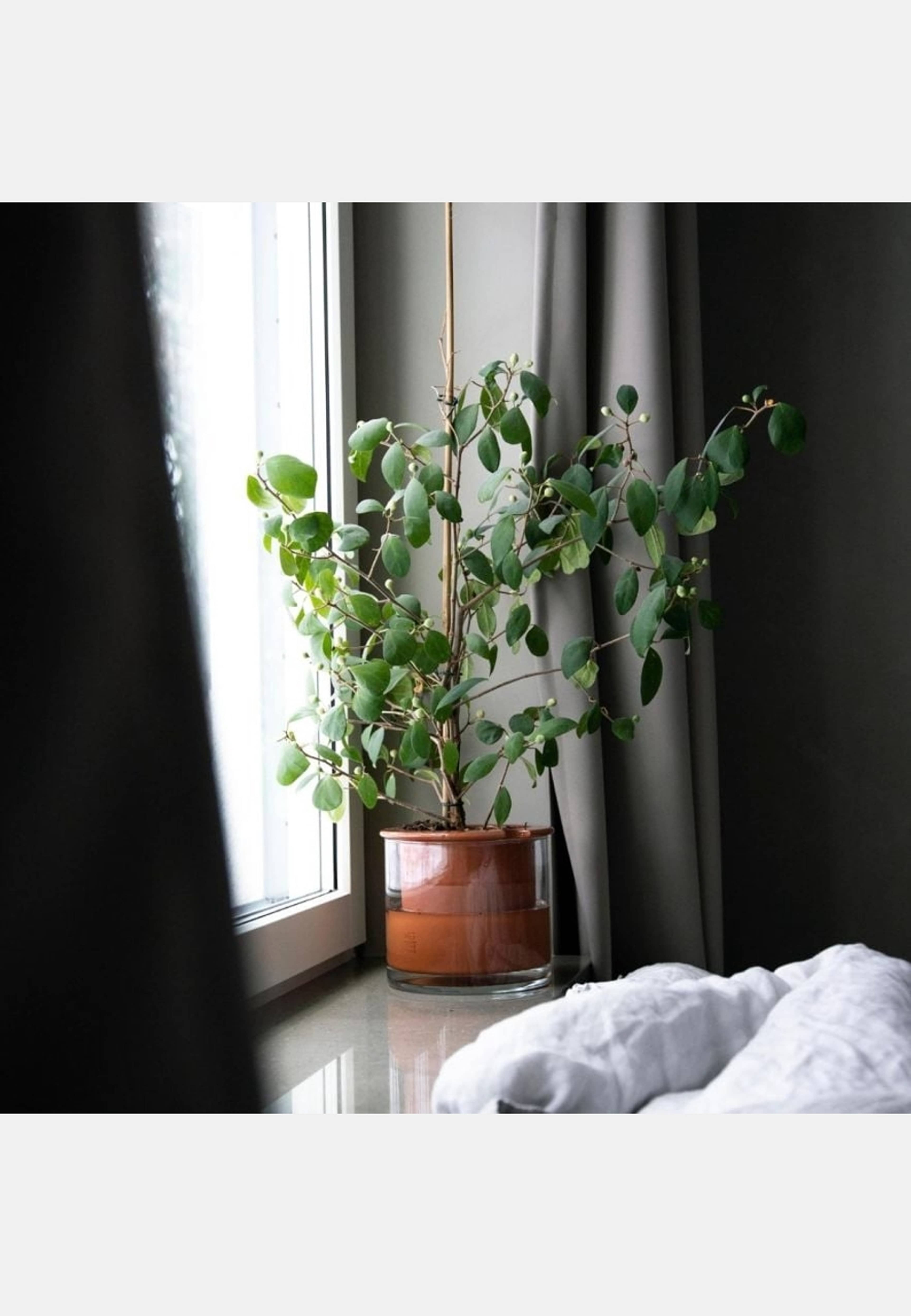 Kruka Wet Pot M, från Wet pot systems, i färgen terracotta. Klicka för att öppna bilden i stort format