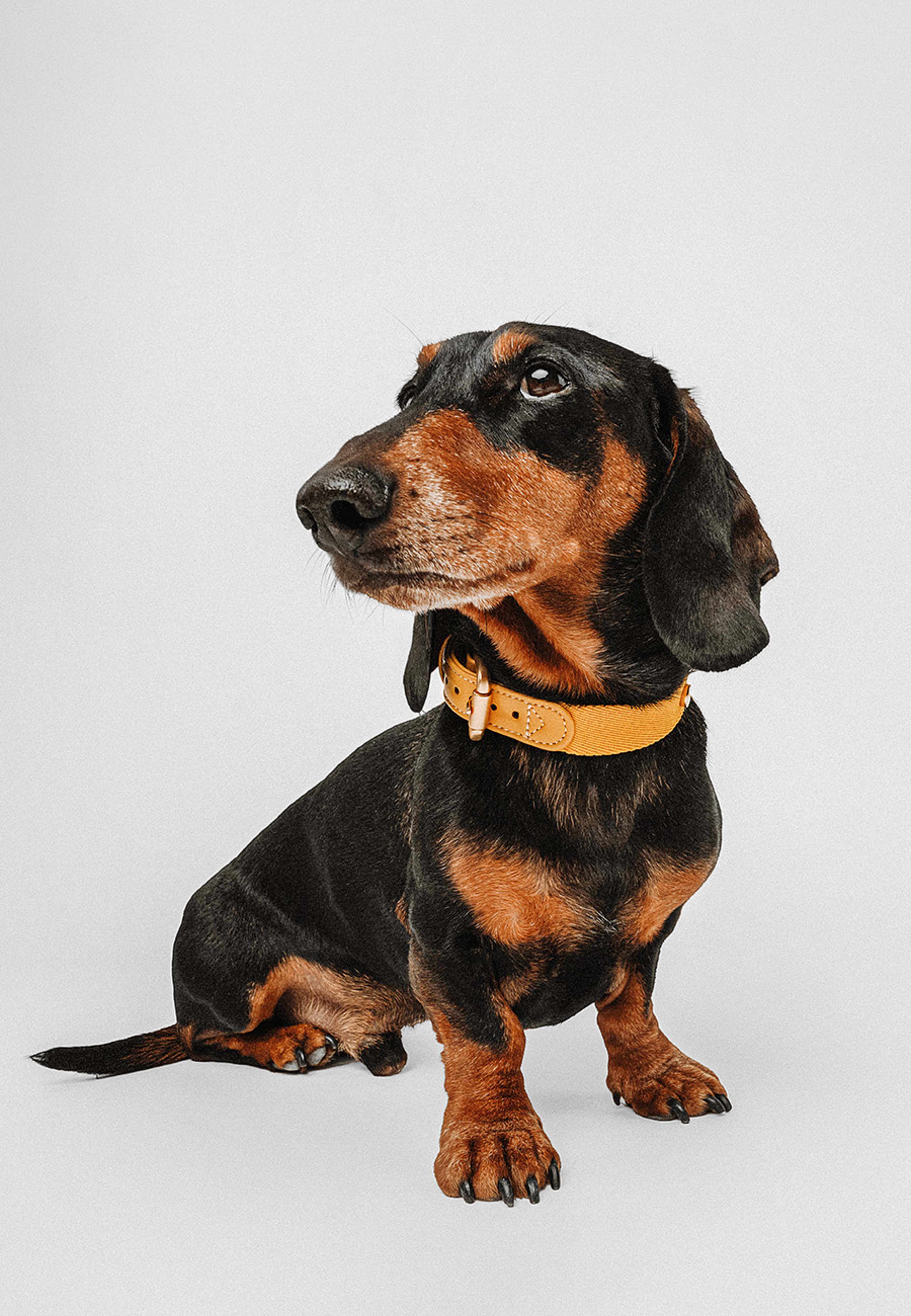 Veganskt Läder Hundhalsband