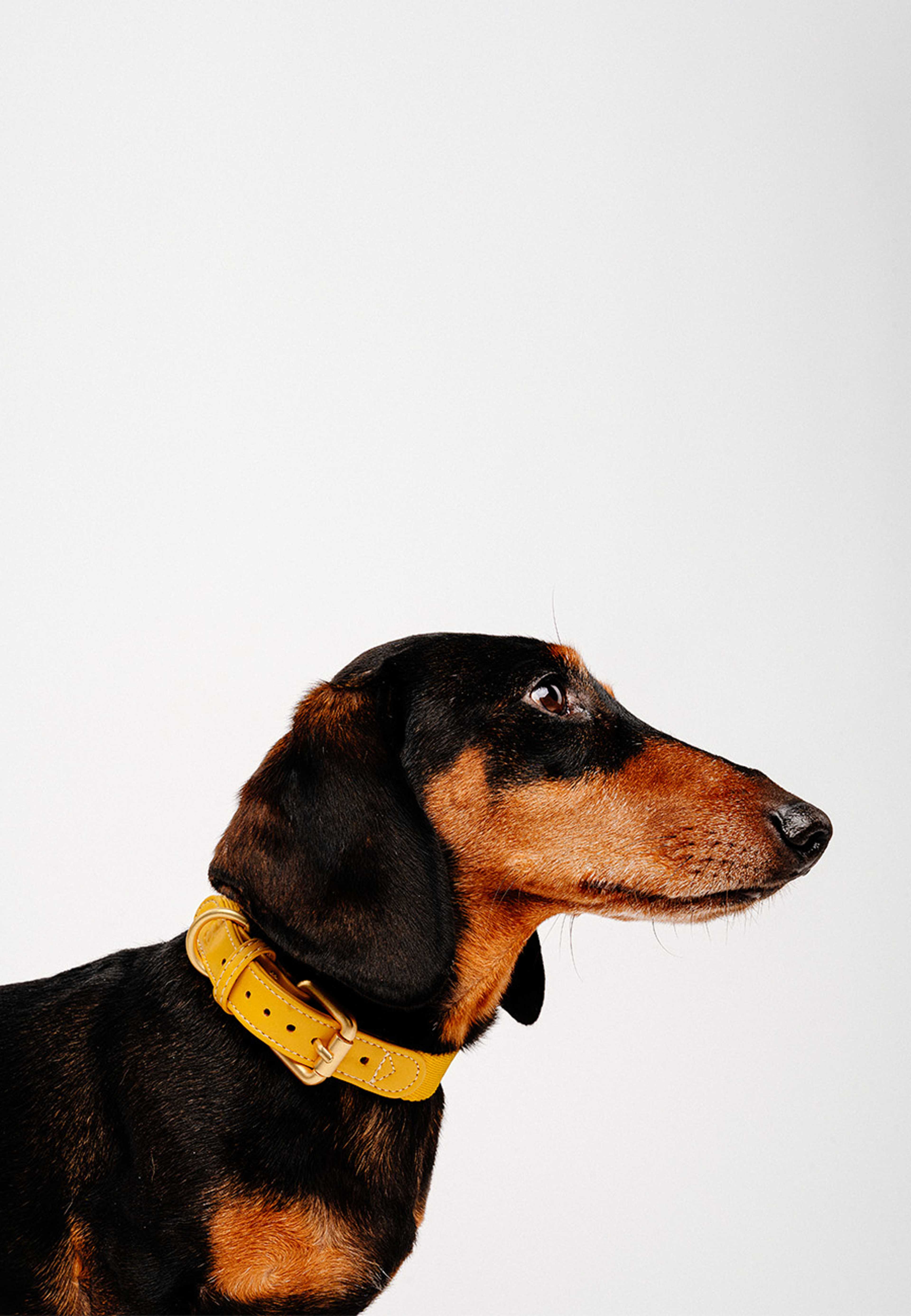Veganskt Läder Hundhalsband