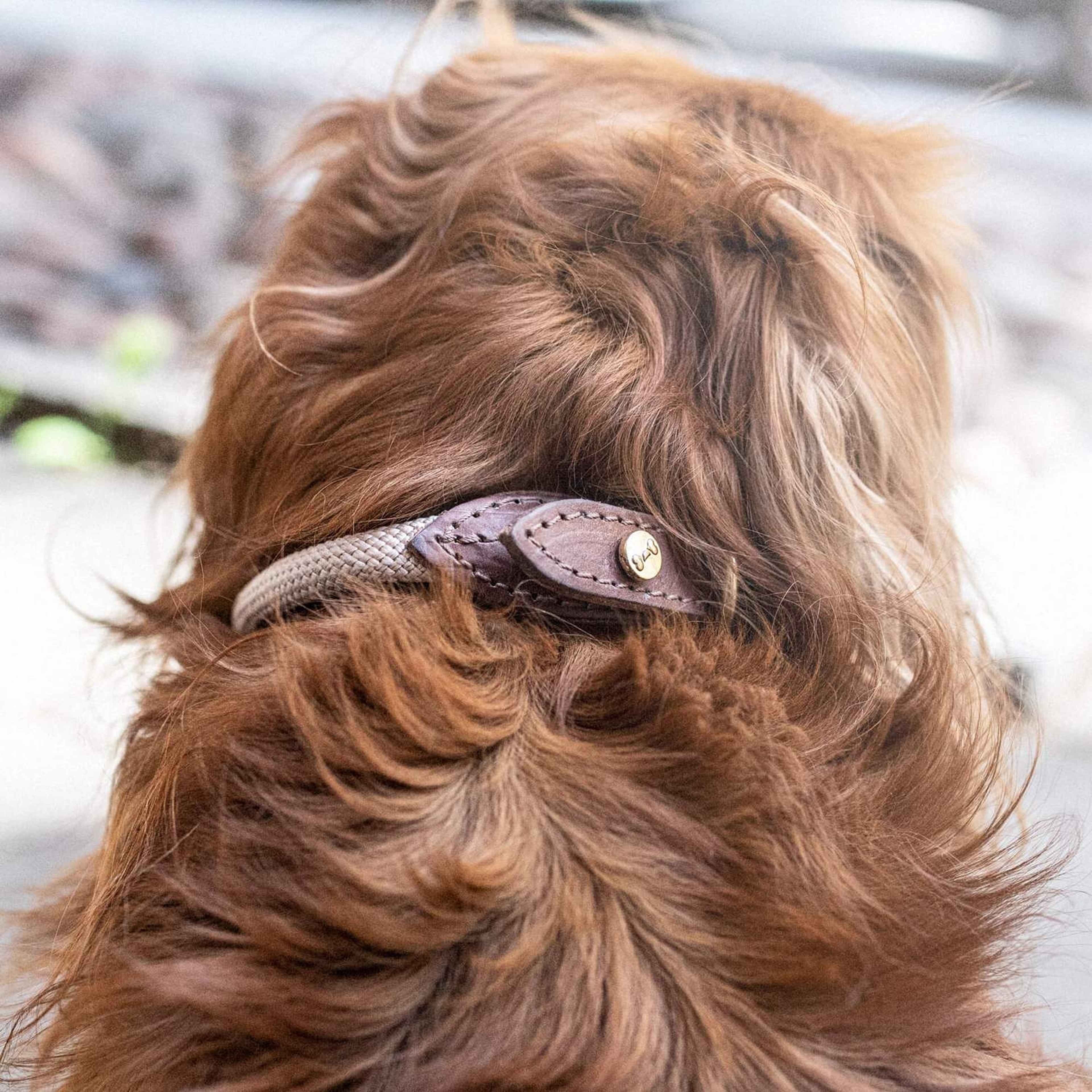 Hundhalsband Torekov