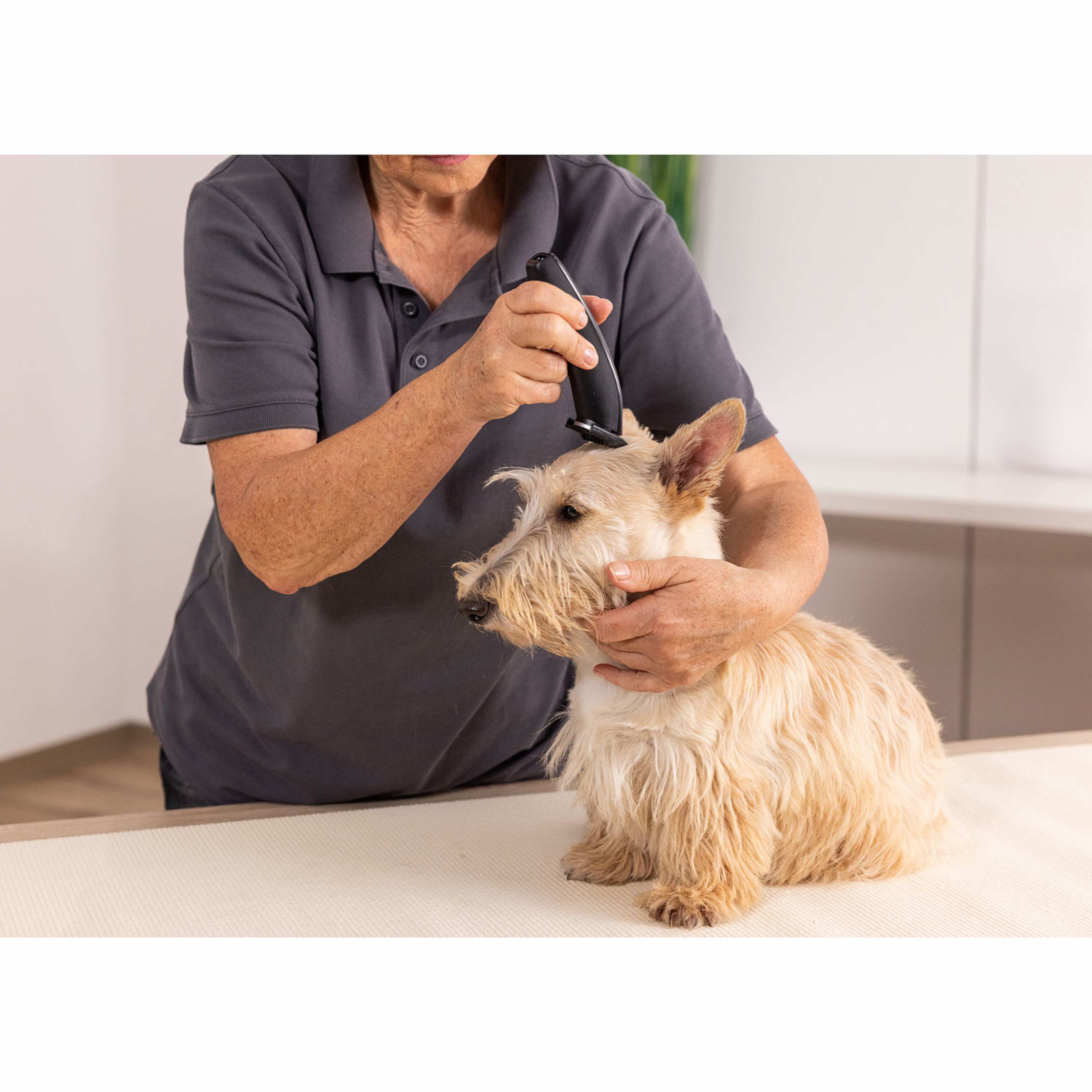 Pälstrimmer Sladdlös Prima För Djur, från Wahl, i färgen svart. Klicka för att öppna bilden i stort format