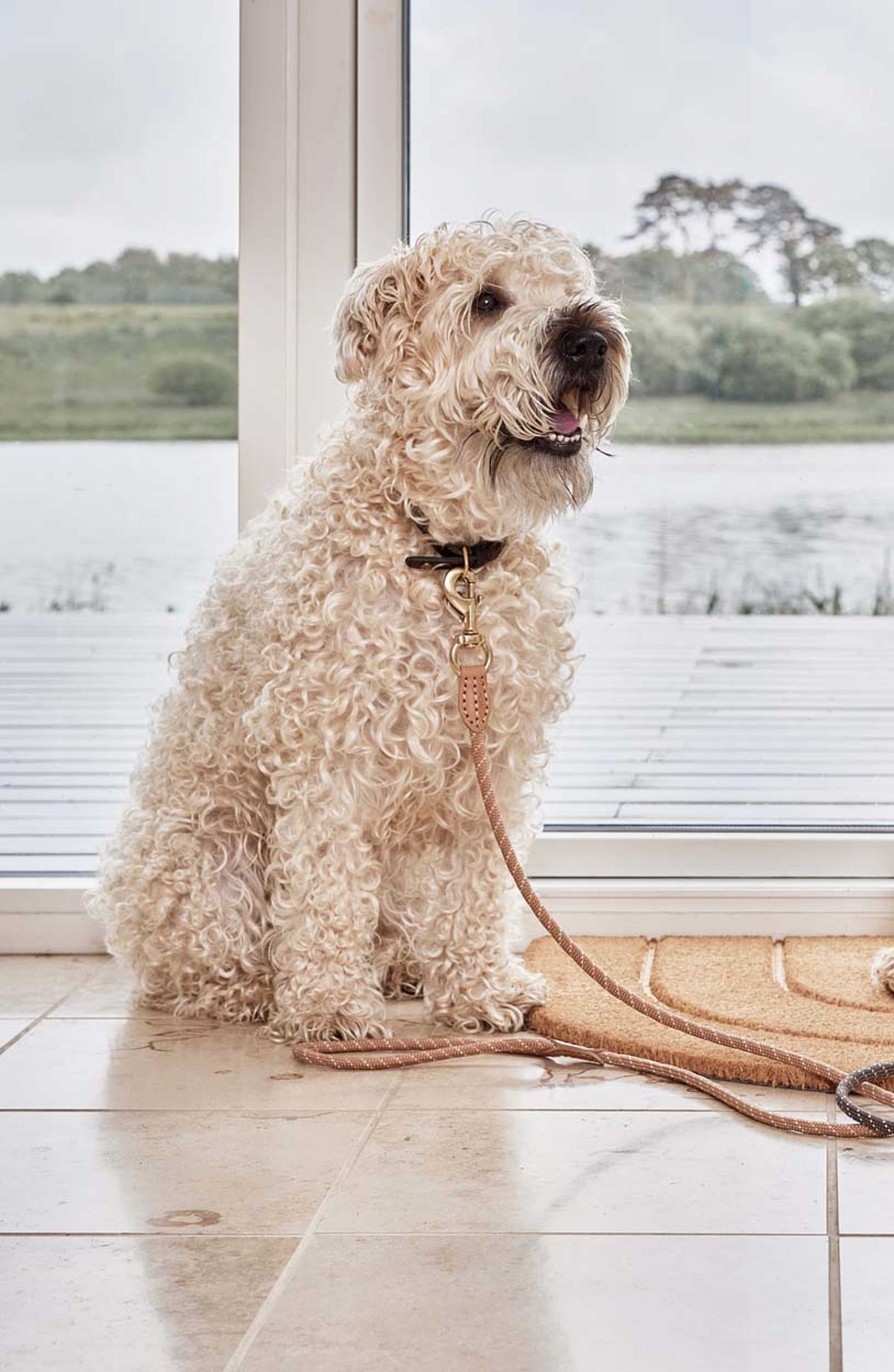 Perry Dog Leash - S/m, från OYOY Living, i färgen caramel. Klicka för att öppna bilden i stort format