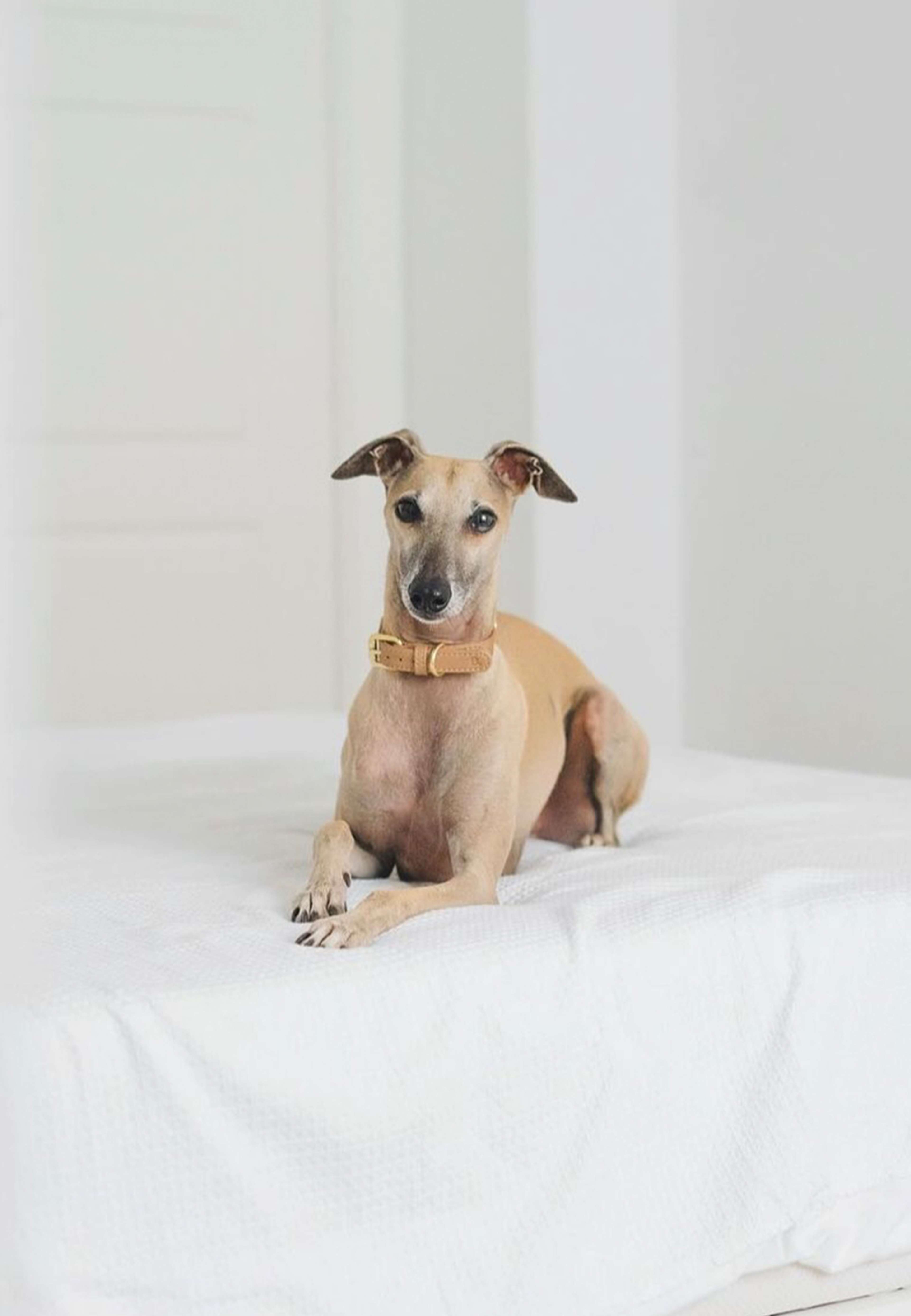 Veganskt Läder Hundhalsband