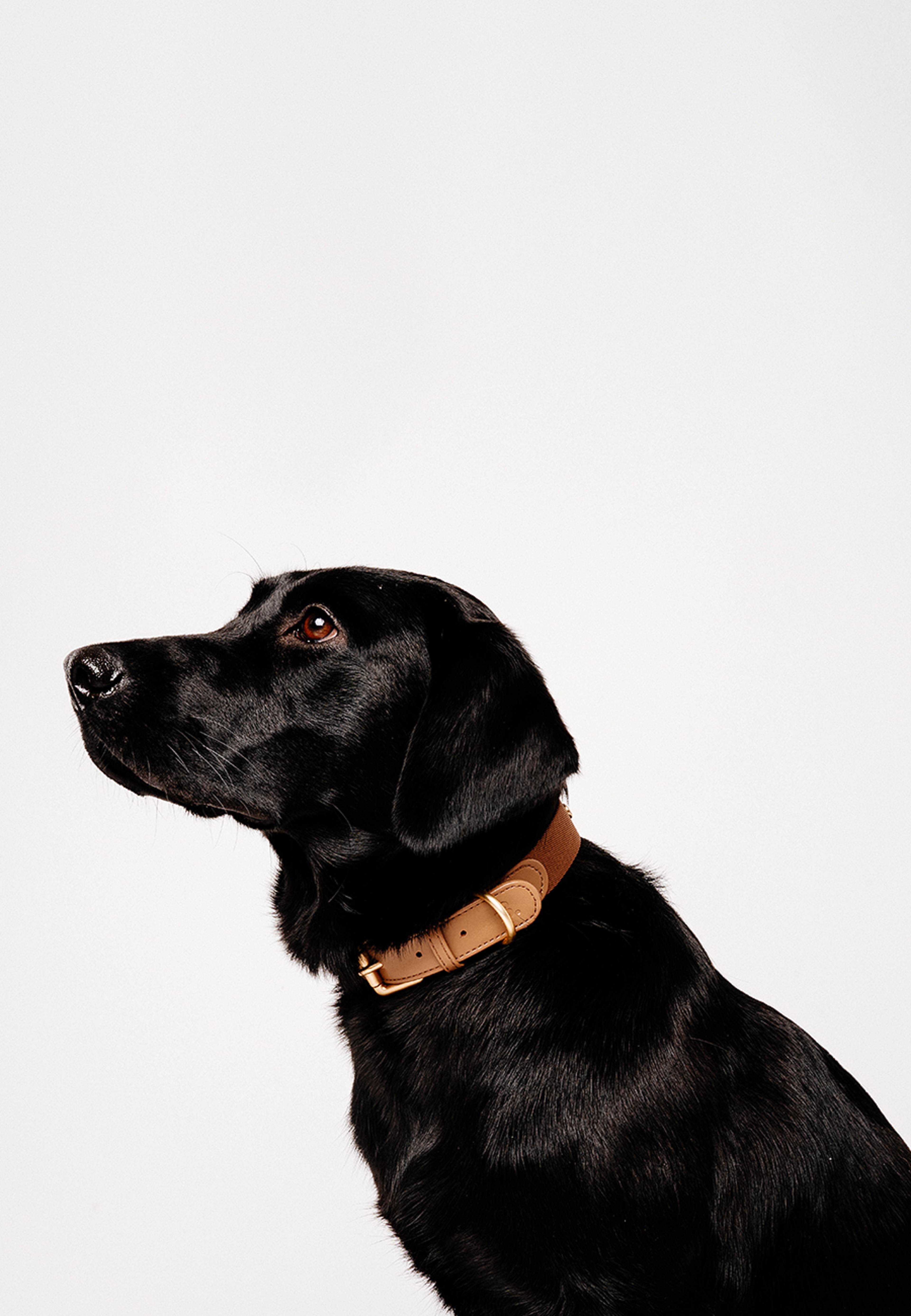Veganskt Läder Hundhalsband