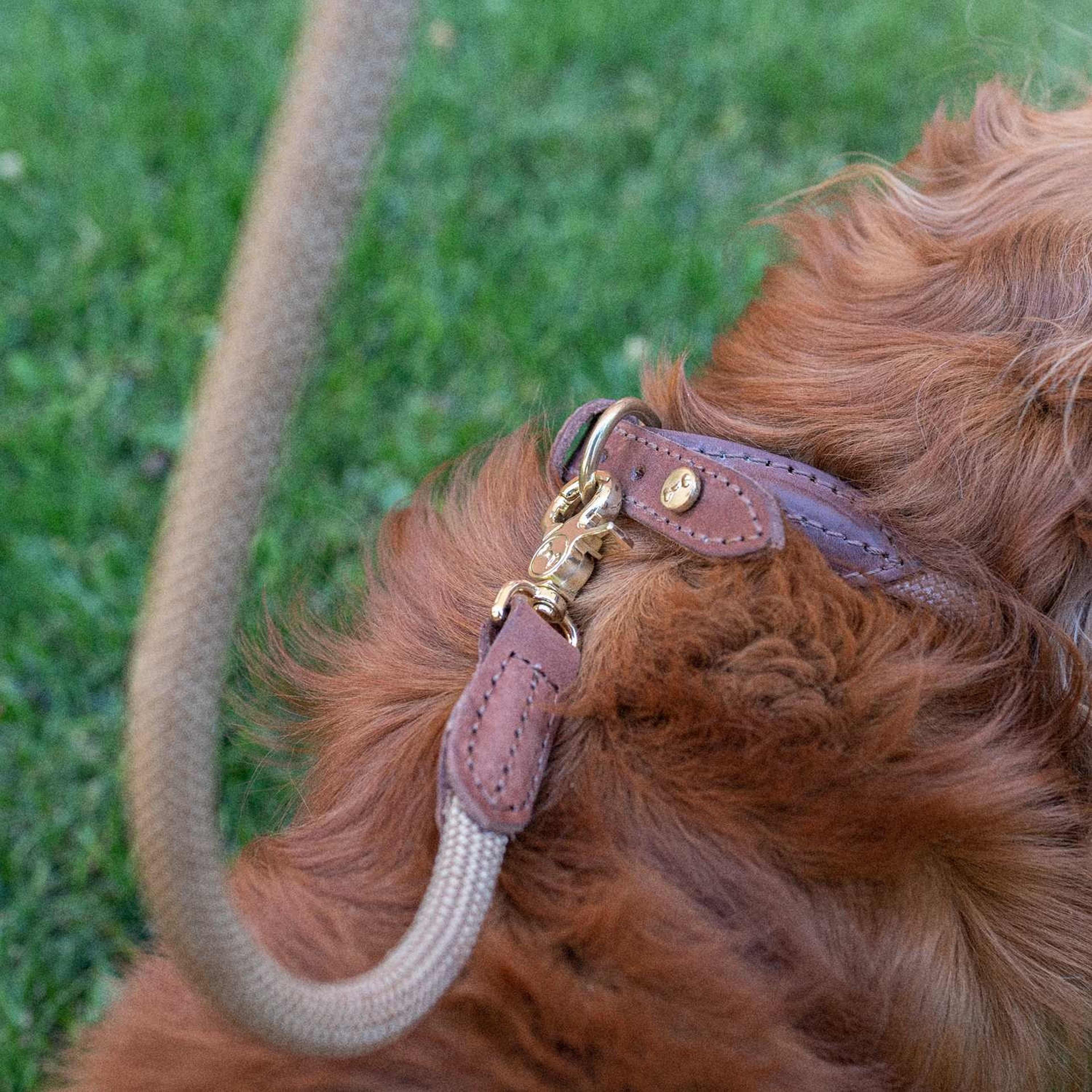 Hundkoppel Torekov Shimmer Green - Denjo Dogs