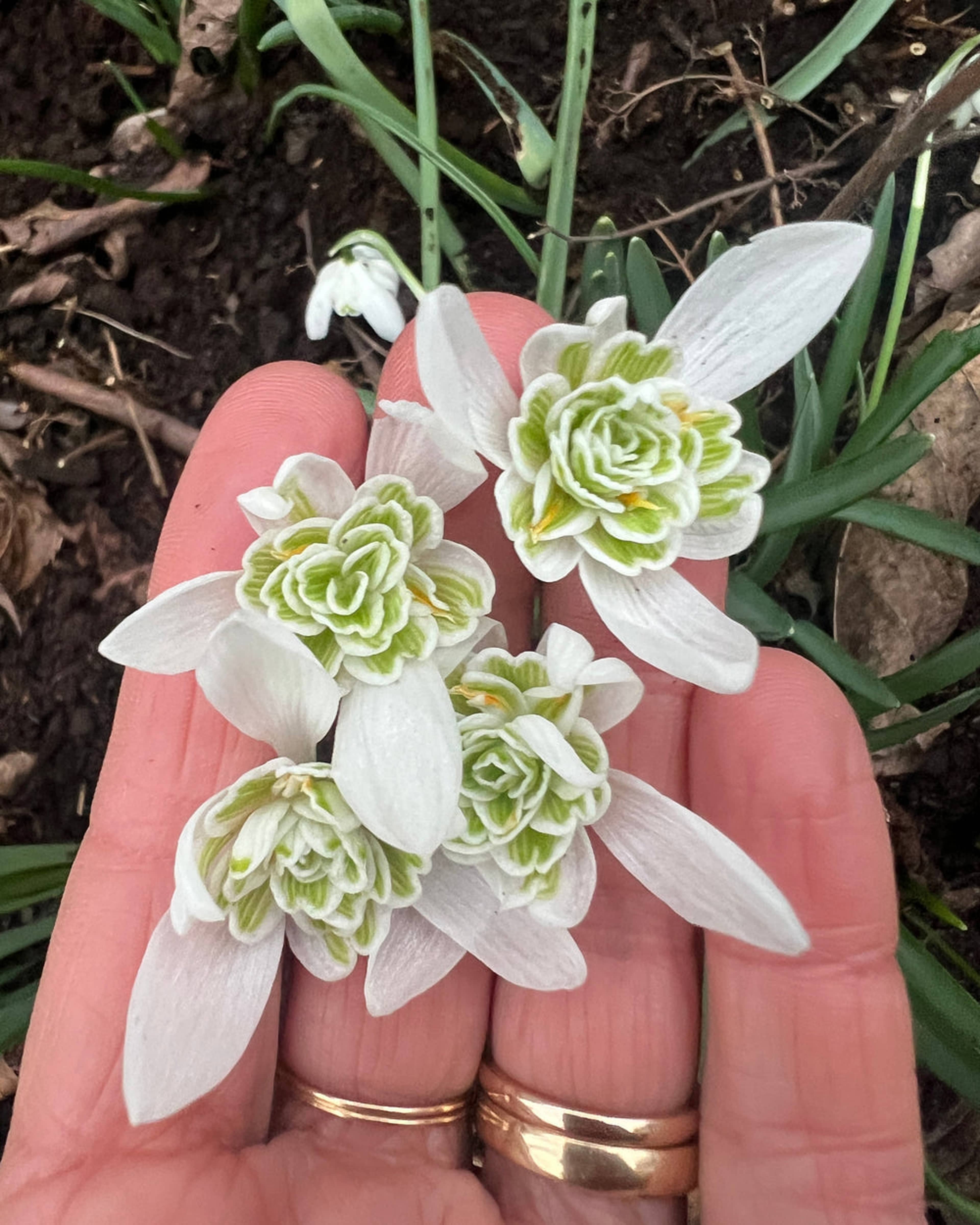 Moon Garden Collection - Designad Blomsterlöksrabatt, från New Botanic, i färgen multi. Klicka för att öppna bilden i stort format