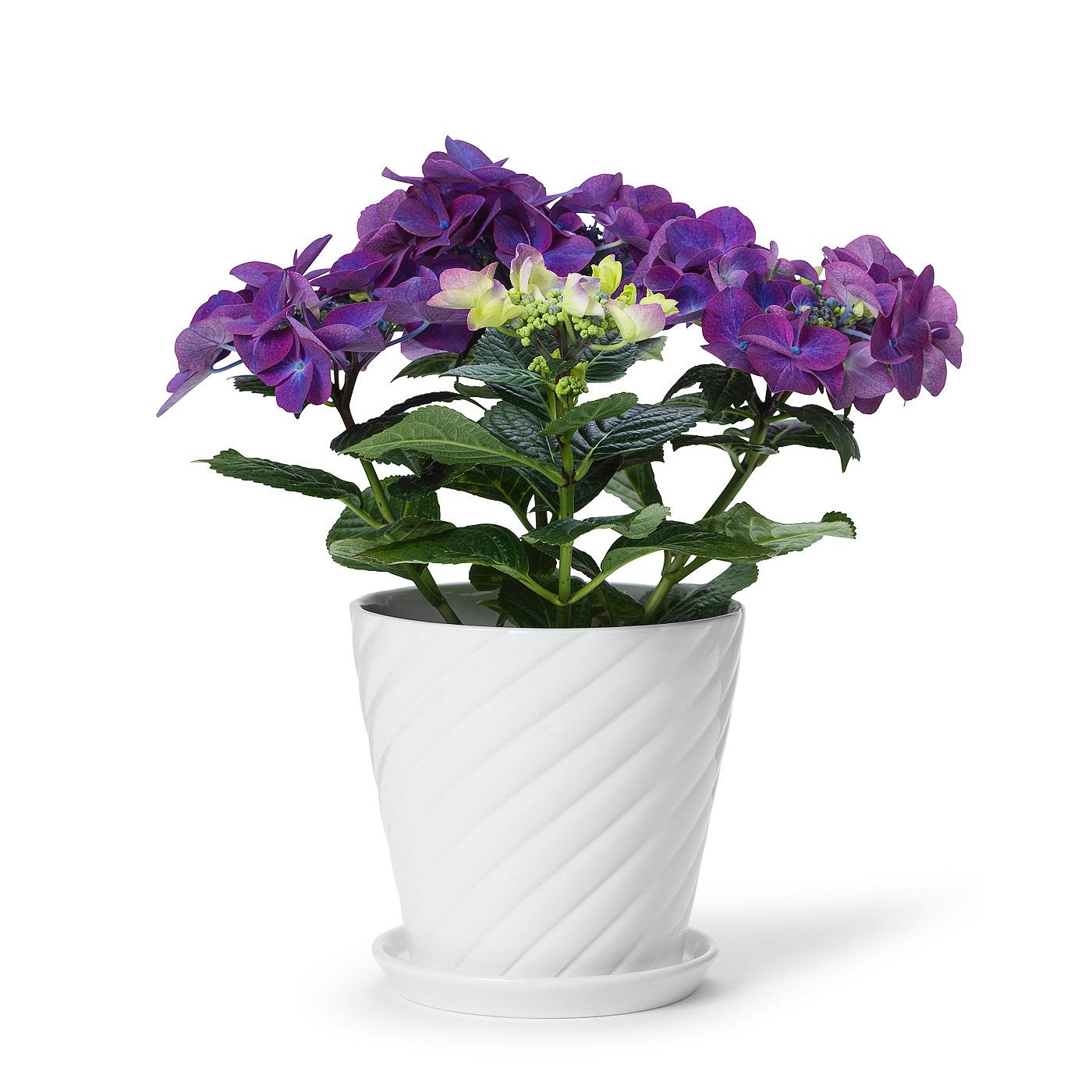 Sigrid Blomkruka Och Fat, från In Flore, i färgen vit.