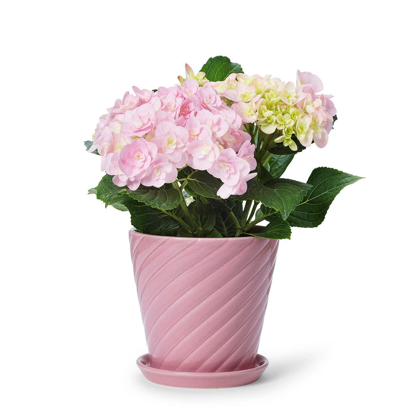 Sigrid Blomkruka Och Fat, från In Flore, i färgen rosa.