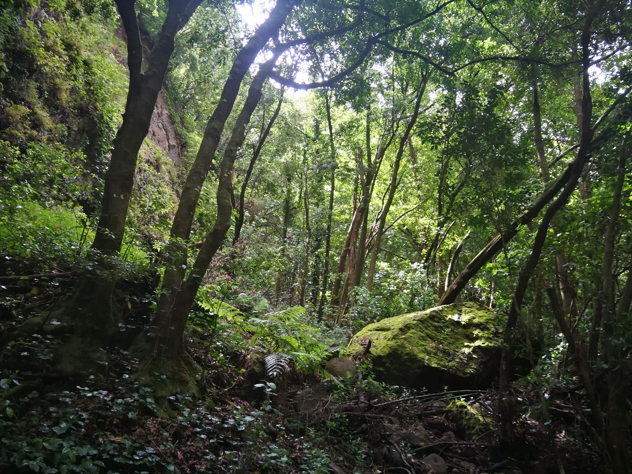 Laurisilva Descubre La Palma