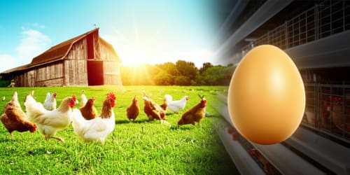 Your Daily Egg Has a SHOCKING Secret!  Are You Eating Happiness or Hidden Cruelty?