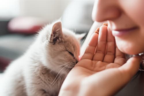 Your Pet's Love: Purer Than You Think? A Surprising Truth About Affection!