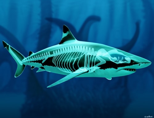 The UNBELIEVABLE Truth About Sharks: No Bones, Cannibal Babies, and a Hidden Danger in Your Food!