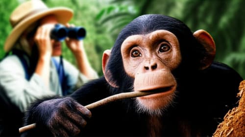 The Chimpanzee Secret That Redefined Humanity!  Thanks to One Woman!