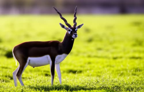 Miracle Comeback!  The 'Holy' Deer That Vanished is NOW Thriving!