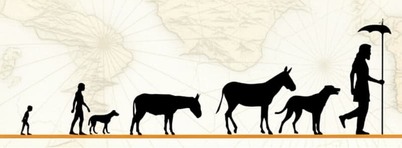 The Secret History of Your Long Life: Did Humans *STEAL* Years From Animals?! ⏳