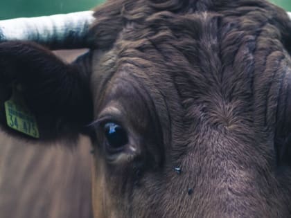 Стадо коров перекрыло дорогу на одной из калужских улиц