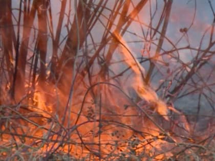 "Можно и в тюрьму сесть": калужанам напомнили об ответственности за пал травы