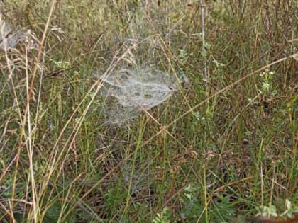 Увеличение числа укусов клещей в Калужской области