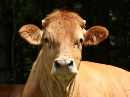 В Калужской области вынесли приговор за кражу ветеринарного препарата