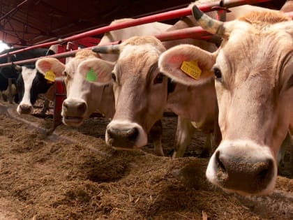 По надоям молока с коровы Калужская область вторая в стране