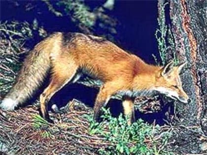 В Обнинске из-за пожара эвакуировали жителей многоквартирного дома