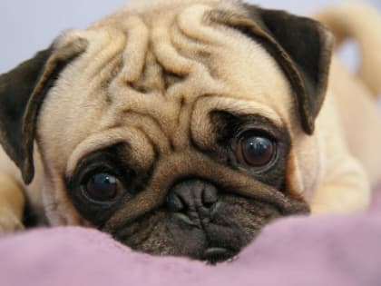 17 ТЫСЯЧ ЗА ПРИЗРАЧНУЮ МЕЧТУ О СОБАКЕ