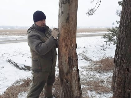 В Брянской области обследовали участок хвойного леса вдоль региональной дороги
