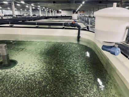 В регионе суммарный объем производства товарной рыбы увеличился на 60%