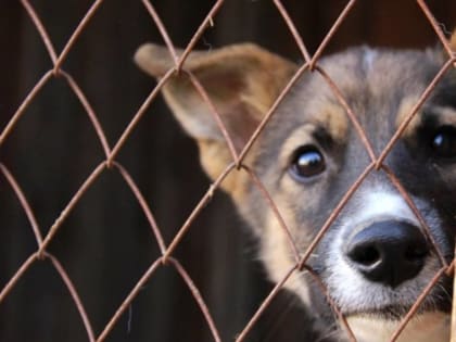 В Калуге заработал онлайн-сервис по отлову бездомных животных