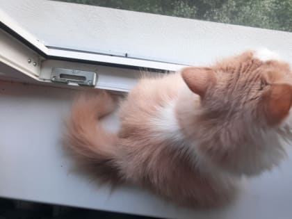 В Обнинске спасли двух кошек