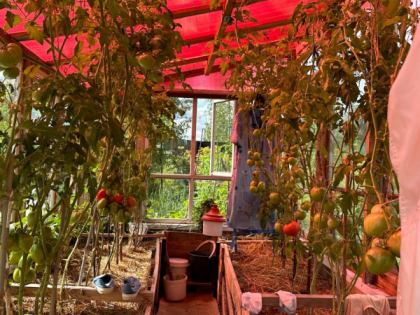 Опасности ревеня: что нужно знать о щавелевой кислоте