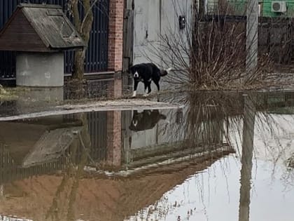 Спасатели предупредили о повышении уровня воды в реке Жиздре