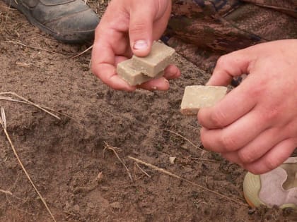 Вакцинация диких животных против бешенства продолжается в региональных лесах