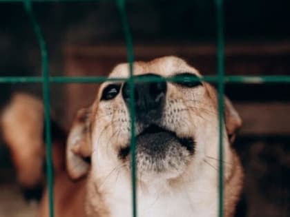 Срочная новость от Зоозащитного центра «Новый Ковчег»