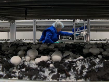 Аграрии Дзержинского района произвели продукции более чем на 16 млрд рублей