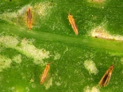 В тепличном хозяйстве Боровского района ввели карантин по цветочному трипсу