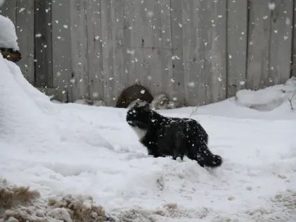Снег с дождем прогнозируют в Калужской области
