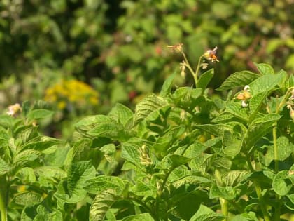 Более 120 млн рублей получит Калужская область на выращивание картофеля и овощей