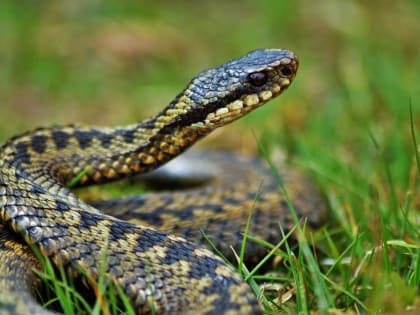 Трое человек пострадали от укусов гадюки в Калужской области