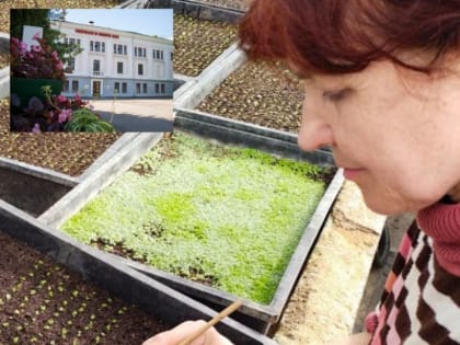 ОЗЕЛЕНИТЕЛИ ФЭИ СОХРАНИЛИ СОРТ БЕГОНИИ, КОТОРЫЙ УКРАШАЕТ КЛУМБЫ С 1946-ГО ГОДА