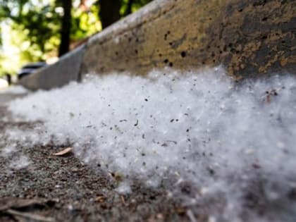 Об опасностях тополиного пуха калужан предупредили врачи и сотрудники МЧС