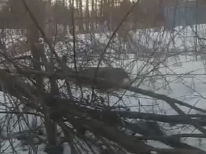 В Калуге стая бродячих собак загрызла беременную косулю