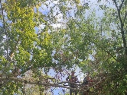 Почти 1500 деревьев спилили в Калуге с начала года